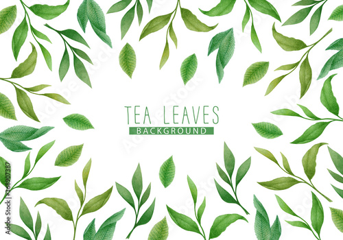 Watercolor Illustration with hand drawn tea leaves and branches isolated on white background. Botanical background design for card, poster, print, packaging