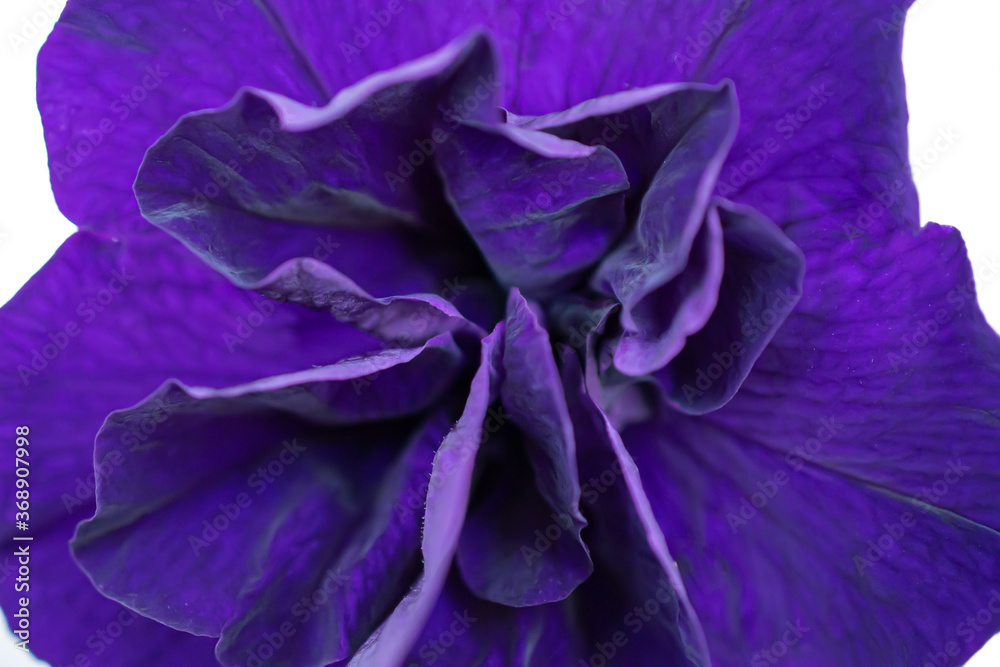 macro photo of lilac Petunia on a white background