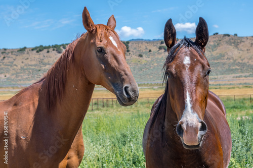 A close up shot of two brown horses with beautiful mane in Antelope Island State Park, Utah © CheriAlguire