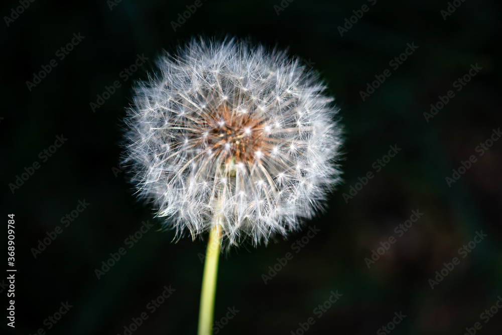 closeup of dandelion with dark background closeup of dandelion with dark background