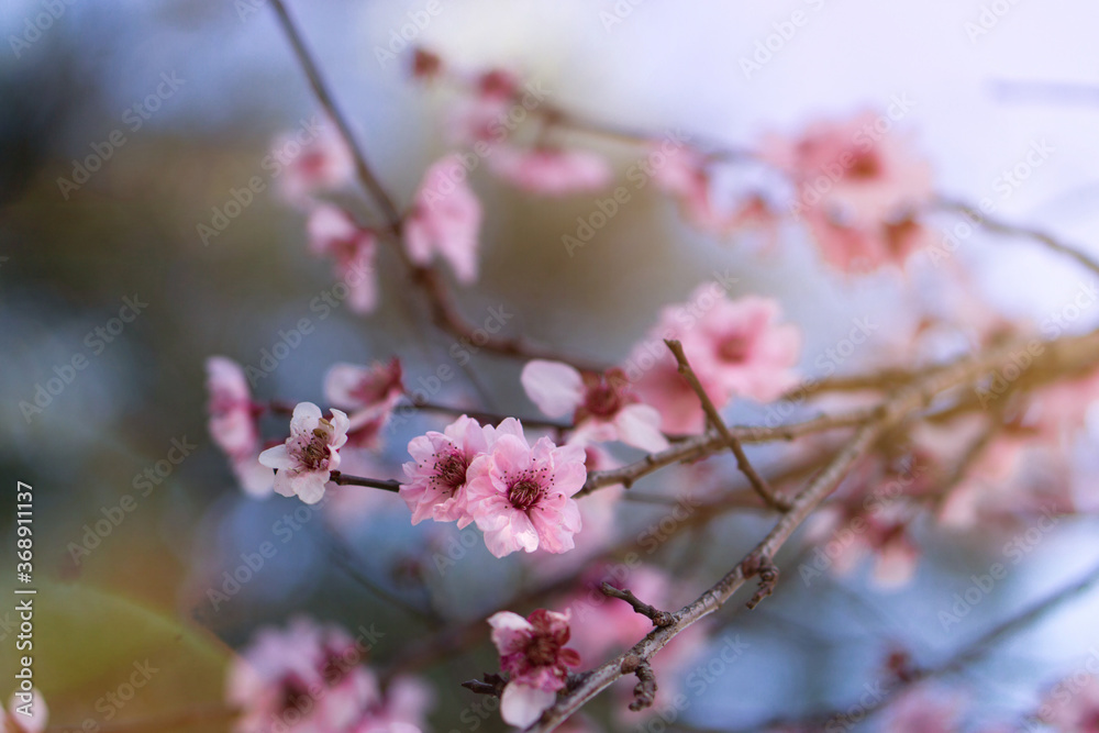pink cherry blossoms pink cherry blossoms