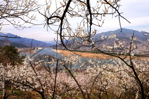 Beautiful plum blossom, flower and branch in early spring.
