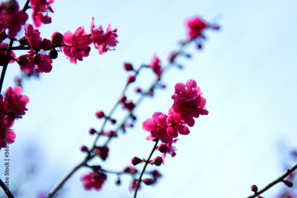 Beautiful white Plum blossoms on early spring background blue sky.