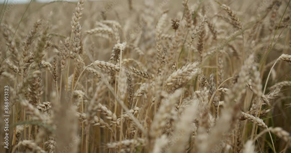 Wheat Field. Ears of wheat close up. Harvest and harvesting concept.gloomy weather, moving forward. Wheat Field. Ears of wheat close up. Harvest and harvesting concept.gloomy weather, moving forward.