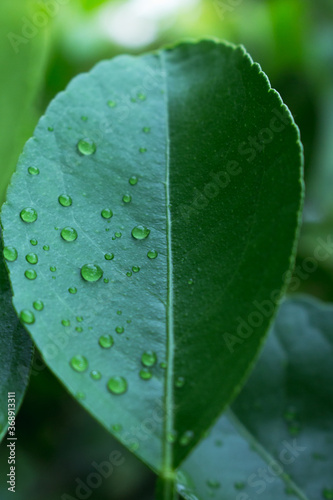drop on plant leaf