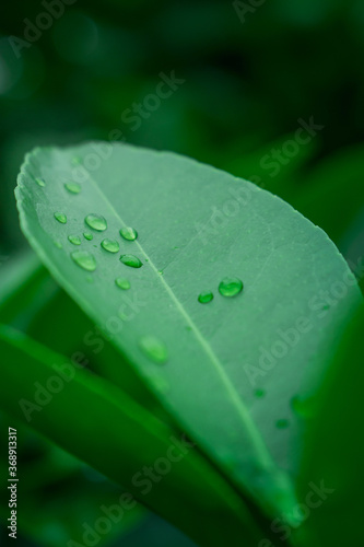 drop on plant leaf