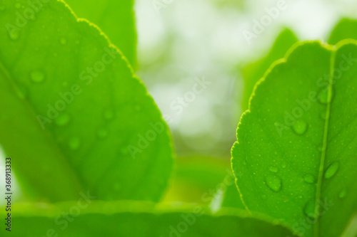 drop on plant leaf