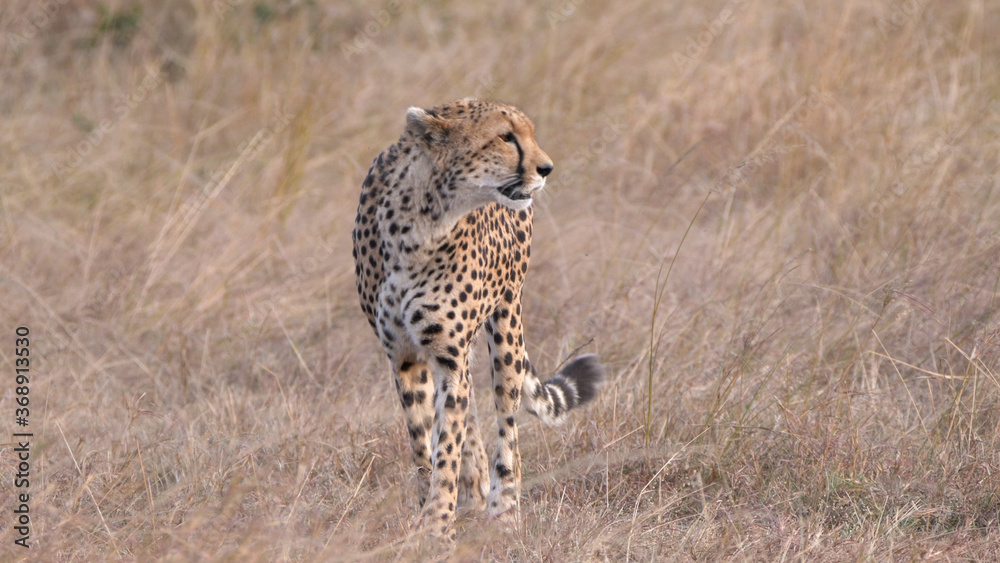 close up of a female cheetah approaching at masai mara close up of a female cheetah approaching at masai mara