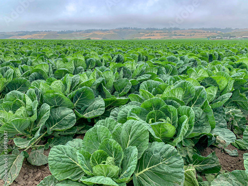 field of cabbage