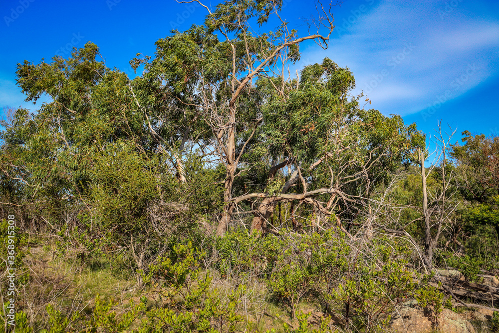 natural bush landscape in australia