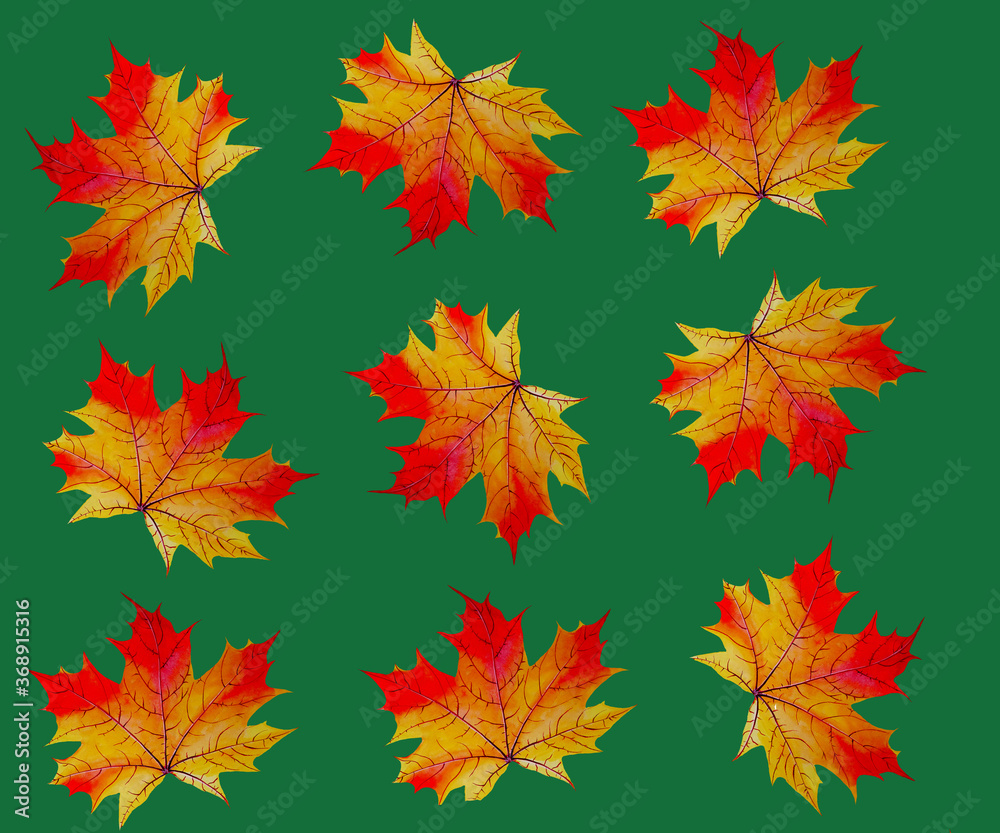 Pattern of maple autumn leaves on green