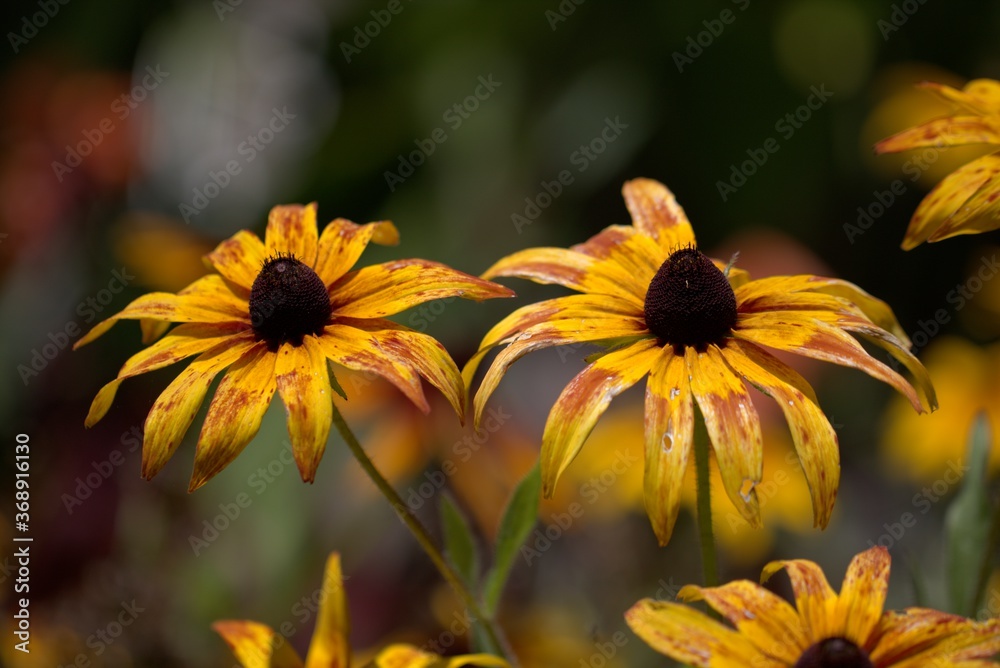 Obraz premium Twin flowers