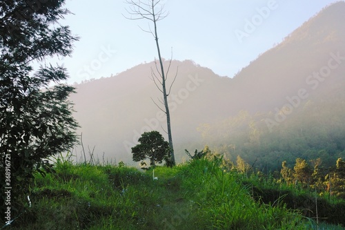 foggy morning on Mount Lawu in Indonesia photo