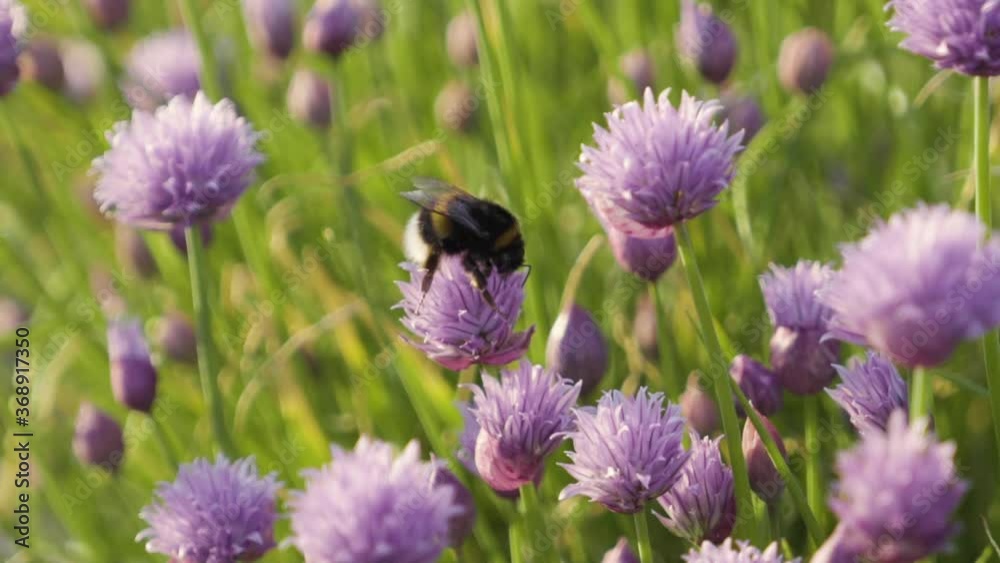 A Black and Yellow striped bumble bee feeding on a purple flower amongst lush greenery. Film in slow motion at 100 frames per second. A Black and Yellow striped bumble bee feeding on a purple flower amongst lush greenery. Film in slow motion at 100 frames per second.
