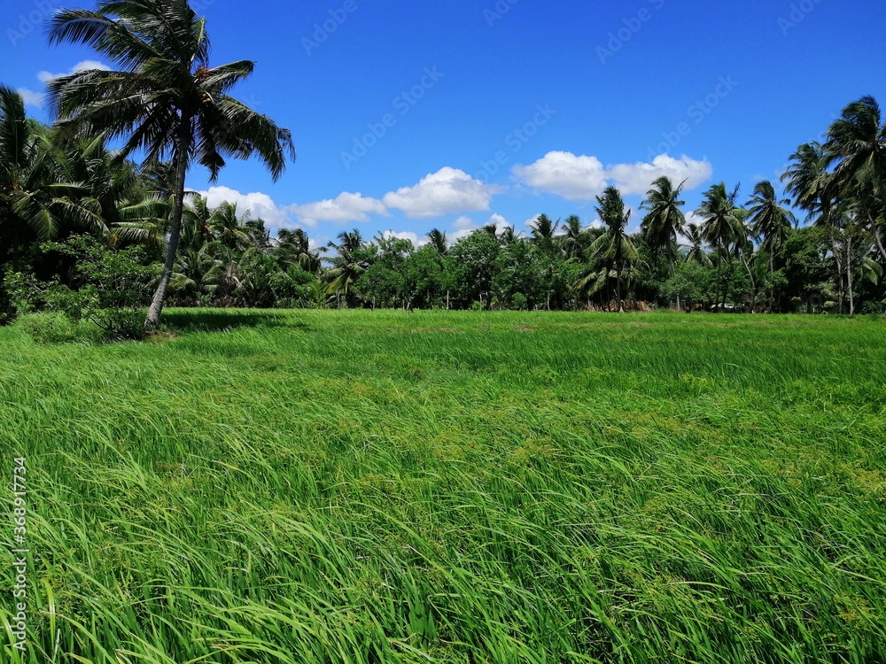 paddy field and around coconut trees