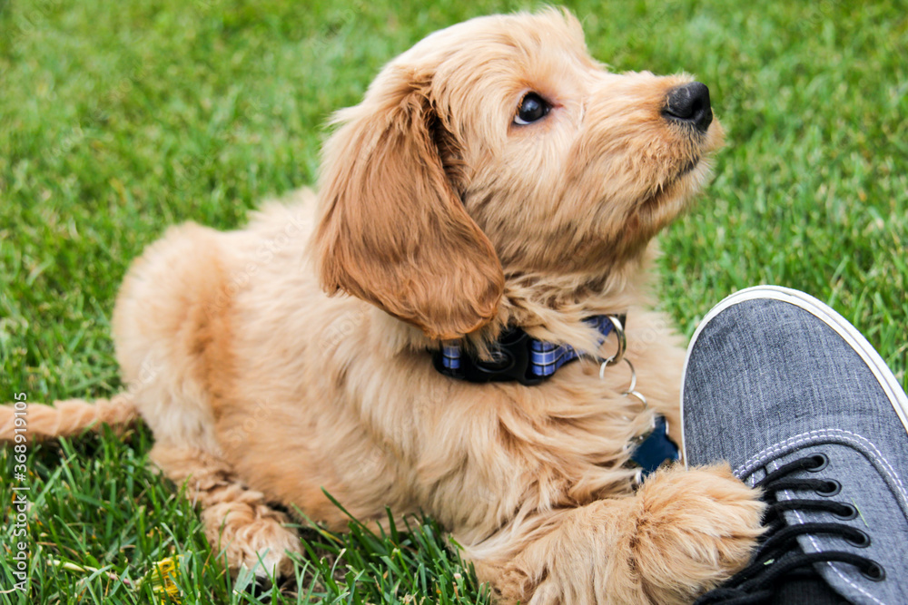 Multigen Goldendoodle Multigen Goldendoodle