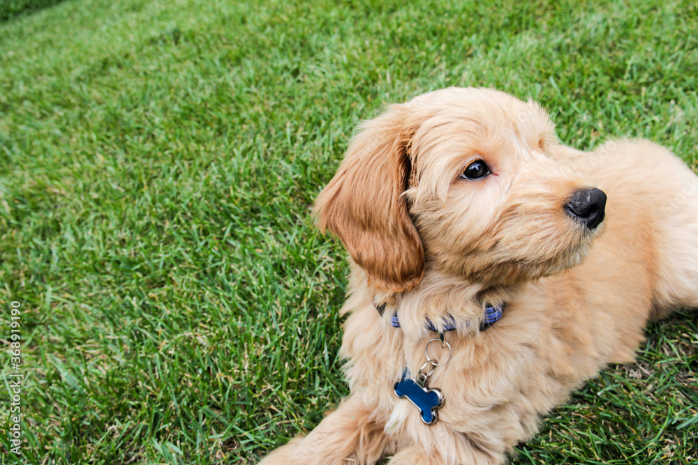 Multigen Goldendoodle Multigen Goldendoodle