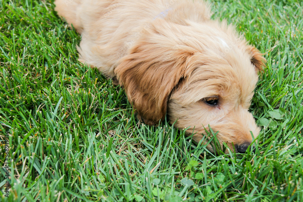 Multigen Goldendoodle