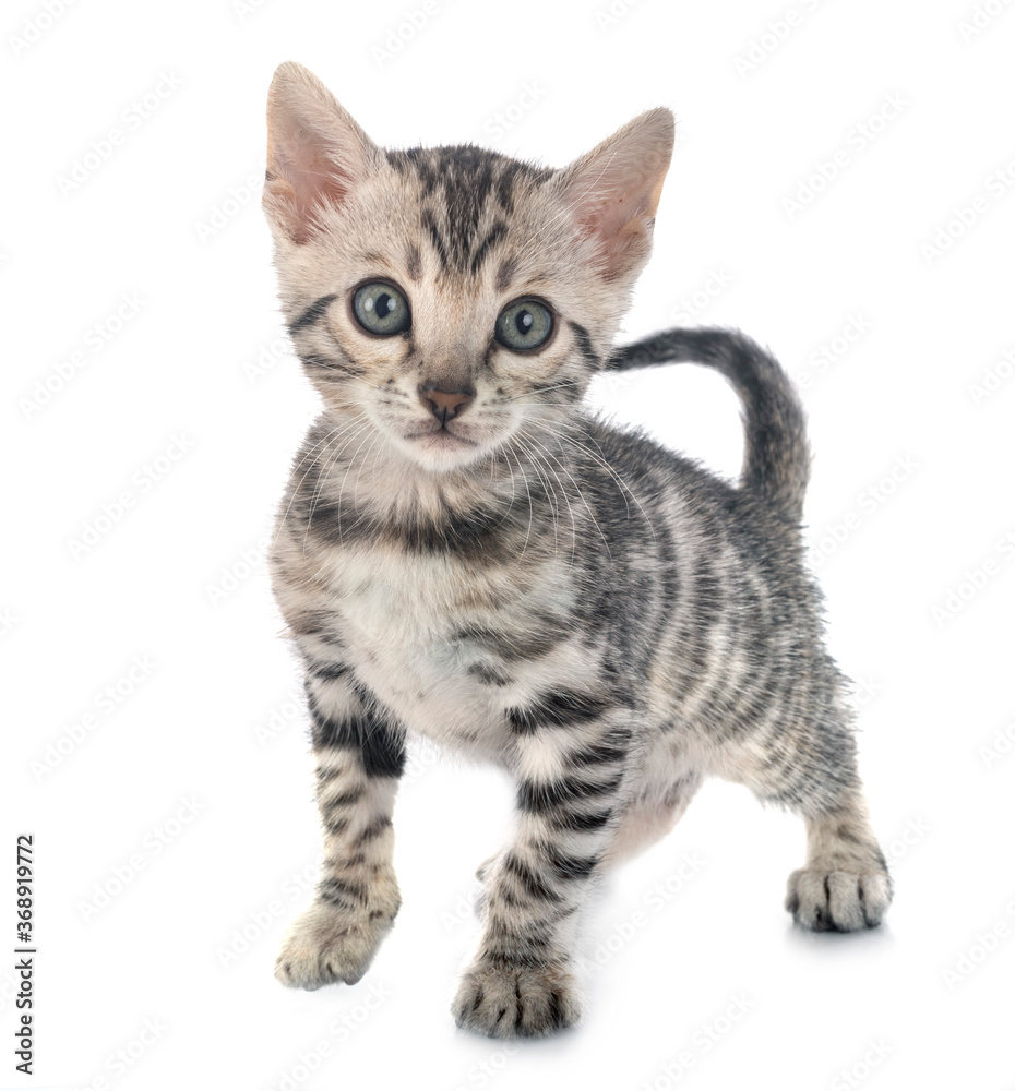 bengal kitten in studio