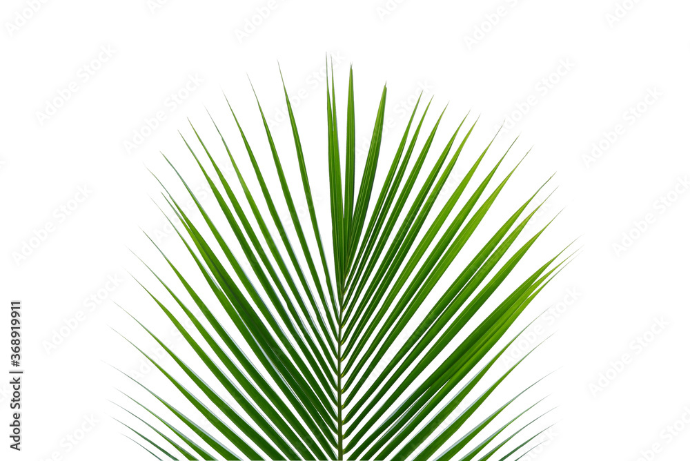 Obraz premium Coconut leaf on white background. With clipping path.