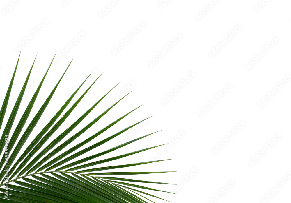 Obraz premium Coconut leaf on white background. With clipping path.