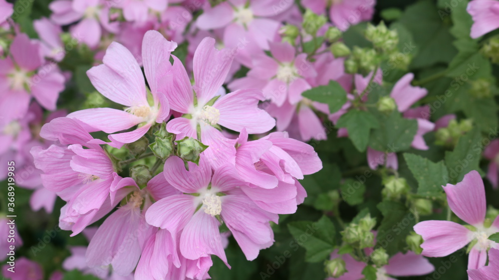 pinkish with a lilac shade garden flowers with five delicate petals and a light core blooming luxuriantly on a bush in a summer park pinkish with a lilac shade garden flowers with five delicate petals and a light core blooming luxuriantly on a bush in a summer park