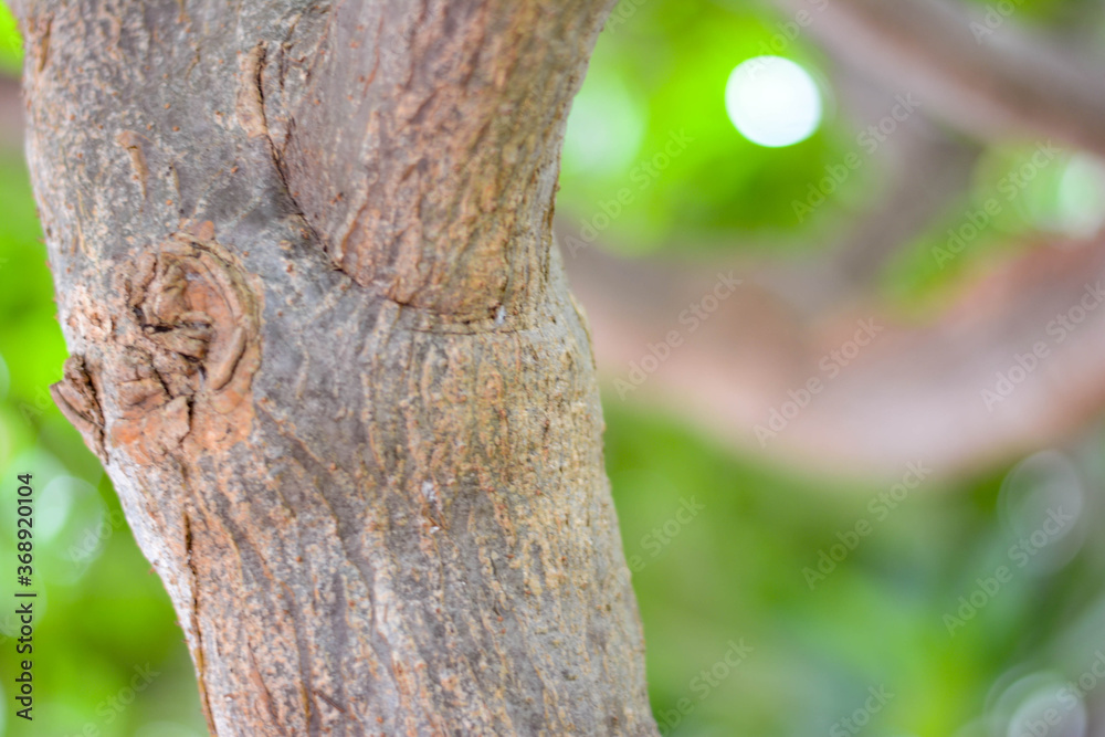 Fototapeta premium Tree branch, Under the shade of trees