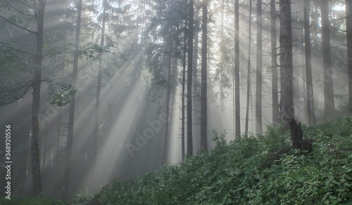 Sunlight in the forest