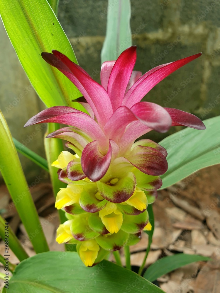 Pink Siamese tulip flower at the forest of Thailand. Pink Siamese tulip flower at the forest of Thailand.