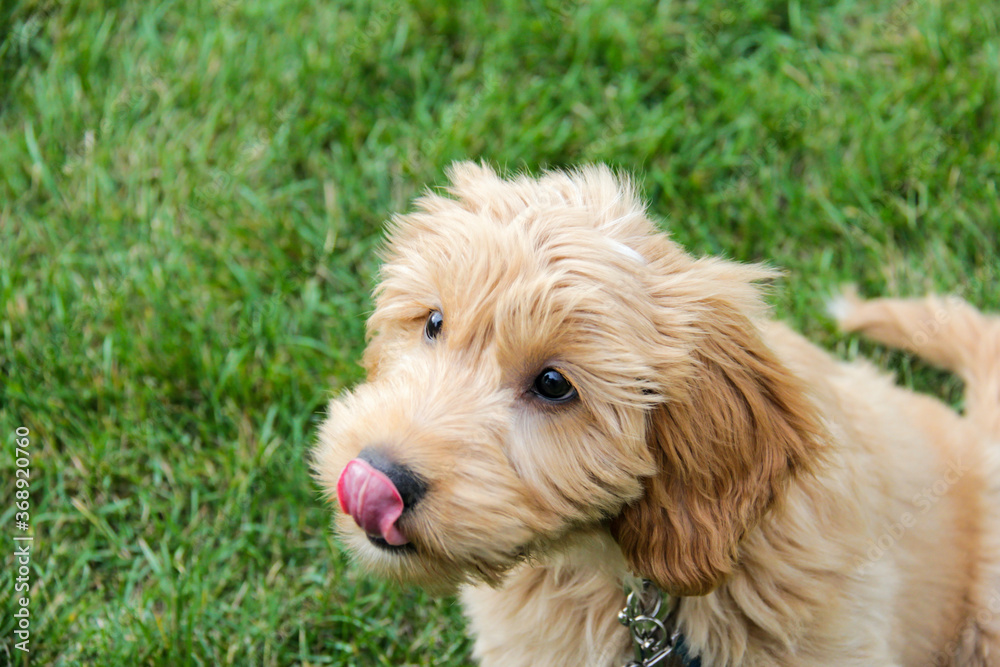 Multigen Goldendoodle