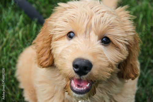 Multigen Goldendoodle