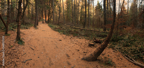 A path in the mountains is covered with larch needles photo