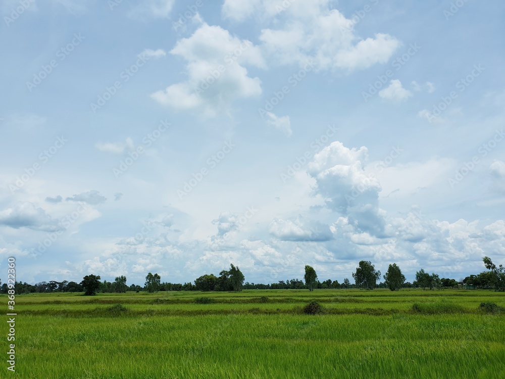 green rice field and blue sky at the countryside of Thailand. green rice field and blue sky at the countryside of Thailand.