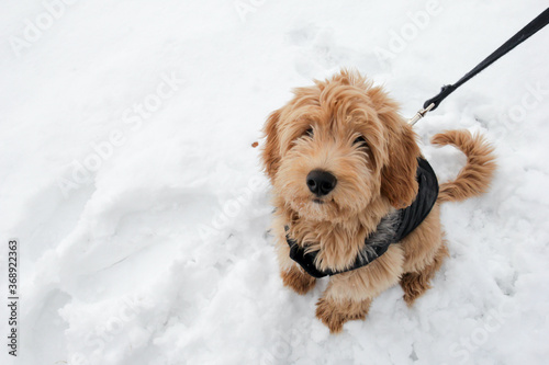 Multigen Goldendoodle