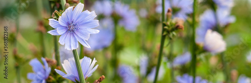 Blue chicory photo