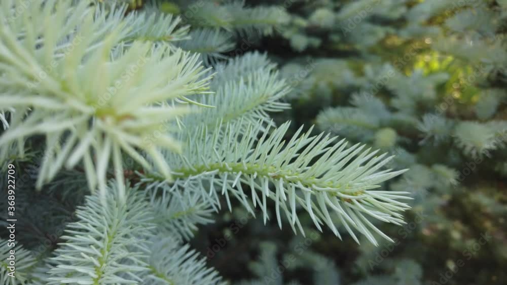 Close up shot of a pine tree bloom slow motion video Close up shot of a pine tree bloom slow motion video