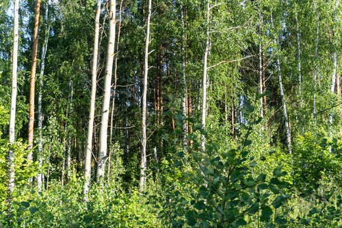 Fototapeta Naklejka Na Ścianę i Meble -  forest photo, summer, nature, beautiful background