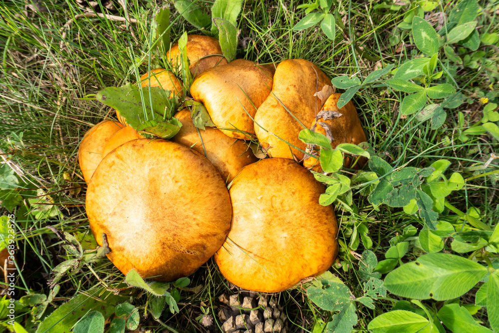 photo boletus mushrooms growing in the summer in the meadow photo boletus mushrooms growing in the summer in the meadow