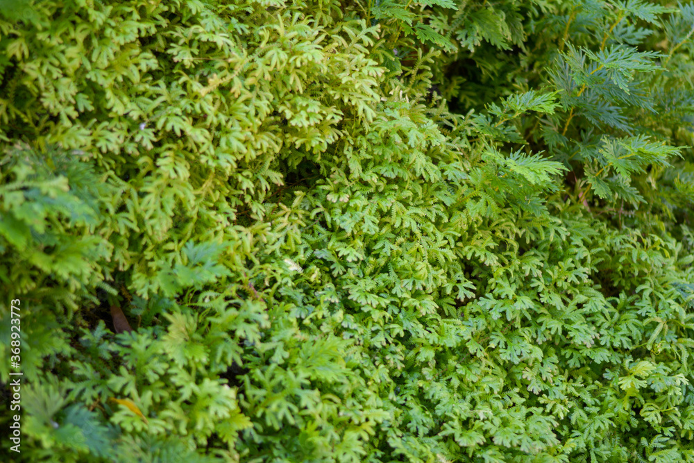 Ornamental plant. Beautiful trees in the garden Ornamental plant. Beautiful trees in the garden