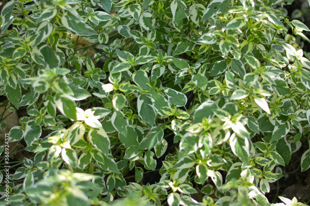 green leaves background green leaves background