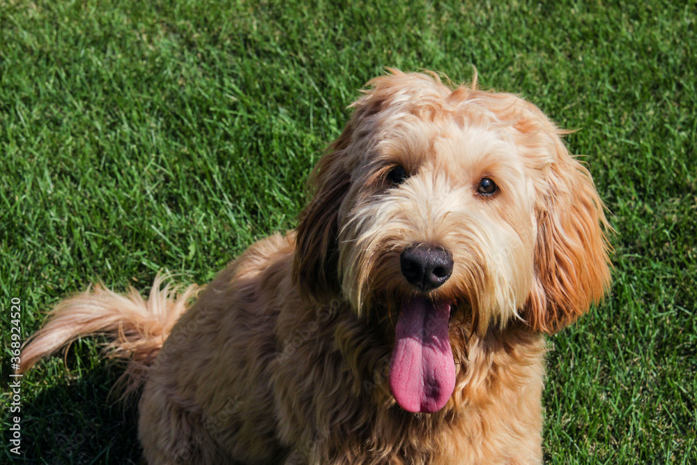 Multigen Goldendoodle Multigen Goldendoodle