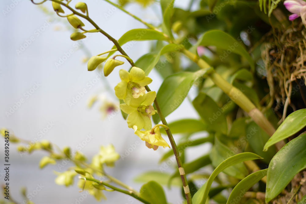 Ornamental plant. Beautiful trees in the garden
Ornamental plant. Beautiful trees in the garden