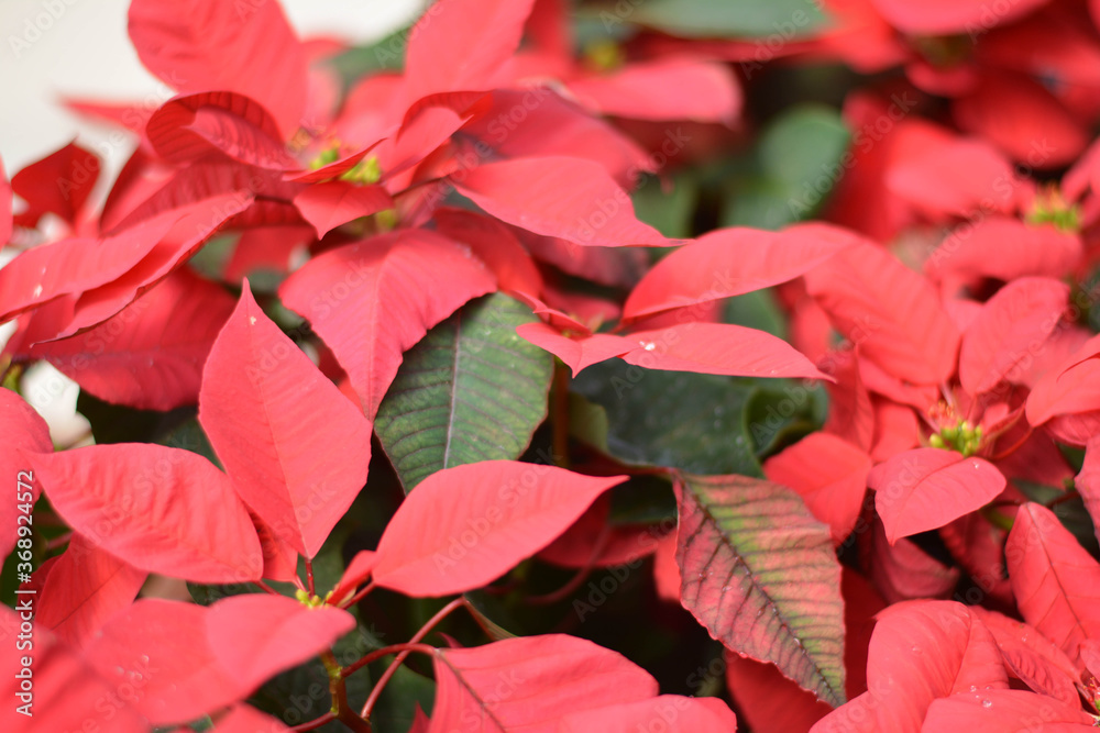 Ornamental plant. Beautiful trees in the garden
Ornamental plant. Beautiful trees in the garden