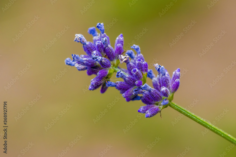 a soft bloom with purple color in the season garden a soft bloom with purple color in the season garden