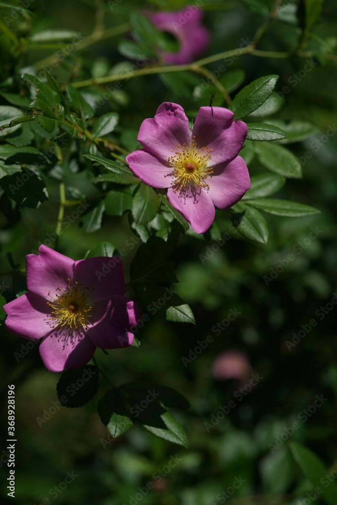 Pink Flower of Wild Rose 'Rosa fargessi Boulenger' in Full Bloom
Pink Flower of Wild Rose 'Rosa fargessi Boulenger' in Full Bloom