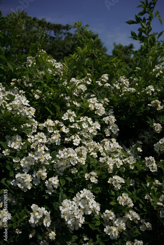 White Flower of Wild Rose 'Rosa multiflora Thunb.' in Full Bloom 