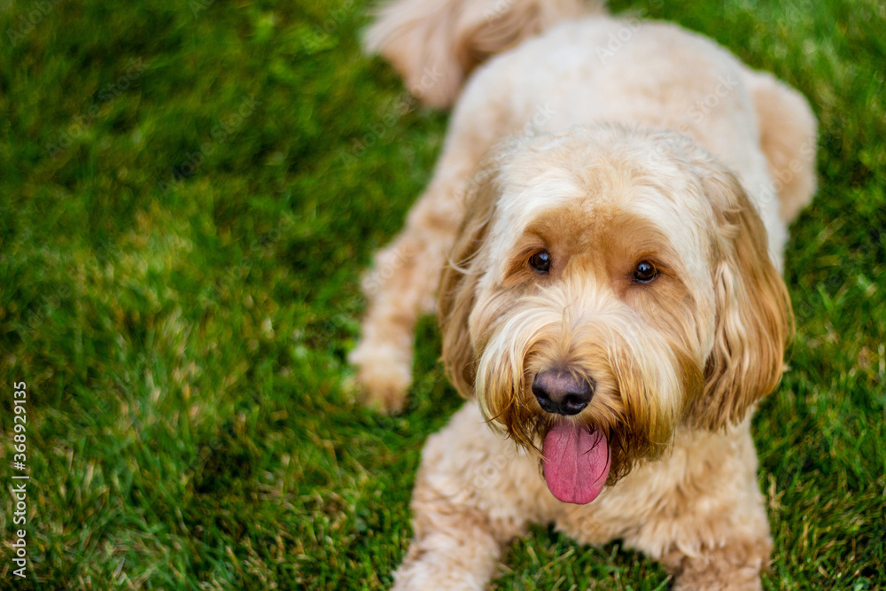 Multigen Goldendoodle