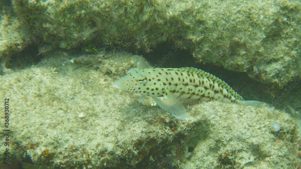 魚 魚