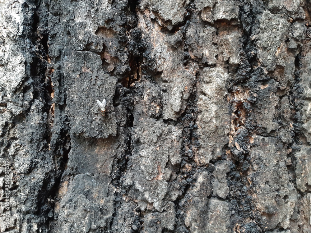 tree bark texture, bark of a tree tree bark texture, bark of a tree