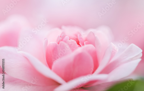 Soft focus, abstract floral background, pink rose flower. Macro flowers backdrop for holiday brand design